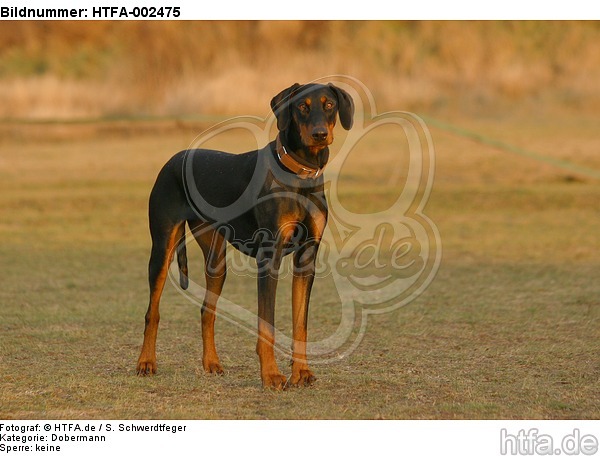 Dobermann / doberman pinscher / HTFA-002475