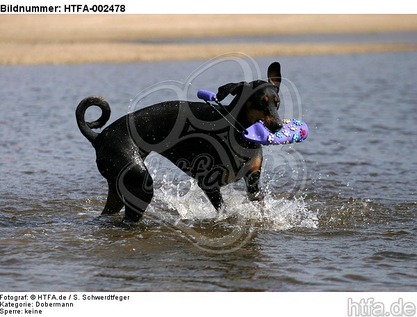 Dobermann / doberman pinscher / HTFA-002478