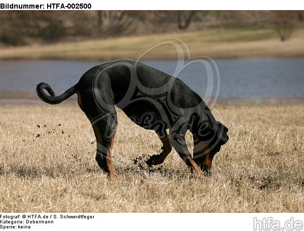 Dobermann / doberman pinscher / HTFA-002500