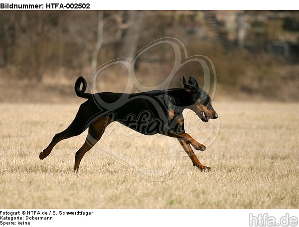 Dobermann / doberman pinscher / HTFA-002502