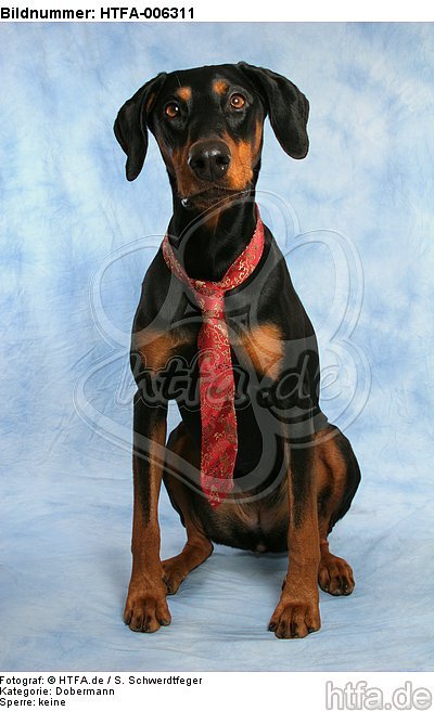 Dobermann / doberman pinscher / HTFA-006311