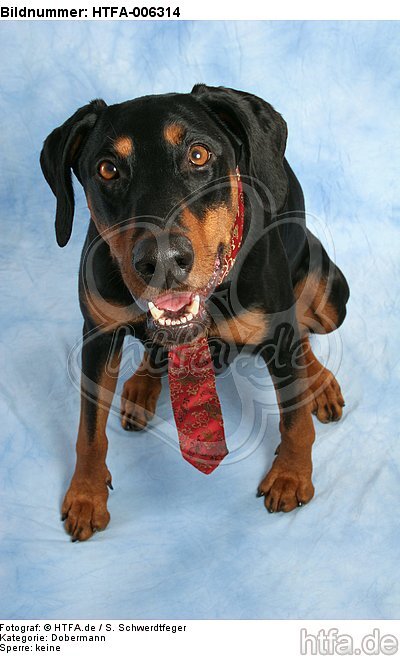 Dobermann / doberman pinscher / HTFA-006314