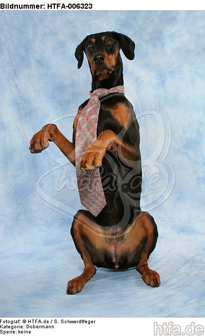 Dobermann / doberman pinscher / HTFA-006323