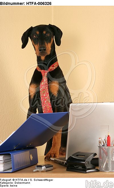 Dobermann / doberman pinscher / HTFA-006326