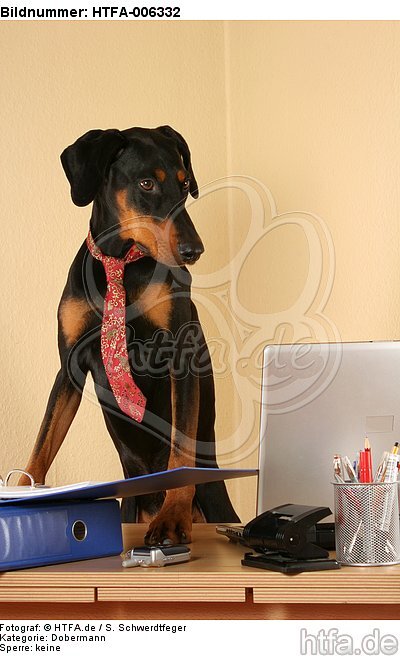 Dobermann / doberman pinscher / HTFA-006332