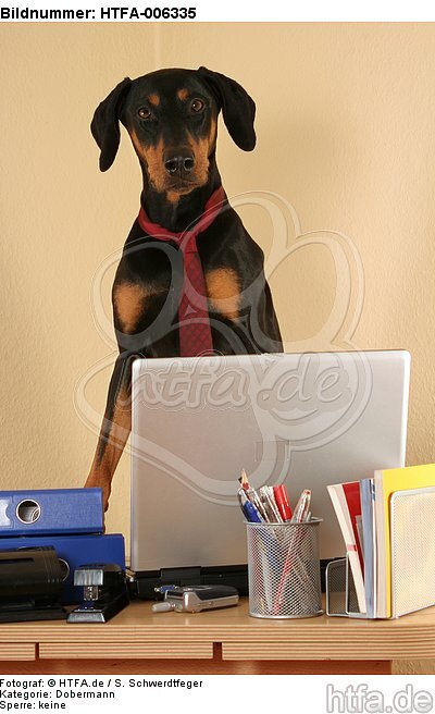 Dobermann / doberman pinscher / HTFA-006335