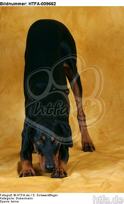 Dobermann verbeugt sich / Doberman Pinscher shows trick / HTFA-009662