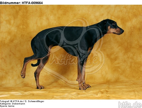 Dobermann hebt Bein / Doberman Pinscher shows trick / HTFA-009664