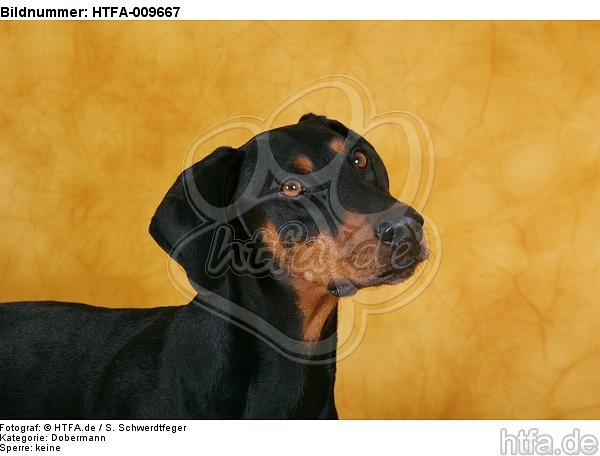 Dobermann Portrait / Doberman Pinscher Portrait / HTFA-009667