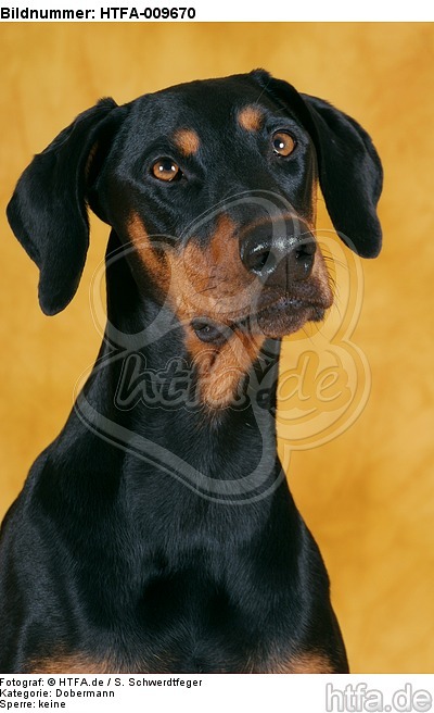 Dobermann Portrait / Doberman Pinscher Portrait / HTFA-009670