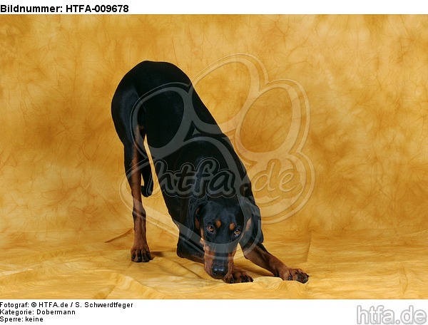 Dobermann verbeugt sich / Doberman Pinscher shows trick / HTFA-009678