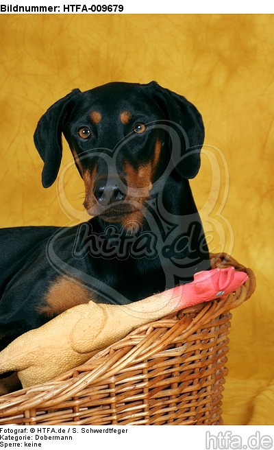 Dobermann Portrait / Doberman Pinscher Portrait / HTFA-009679