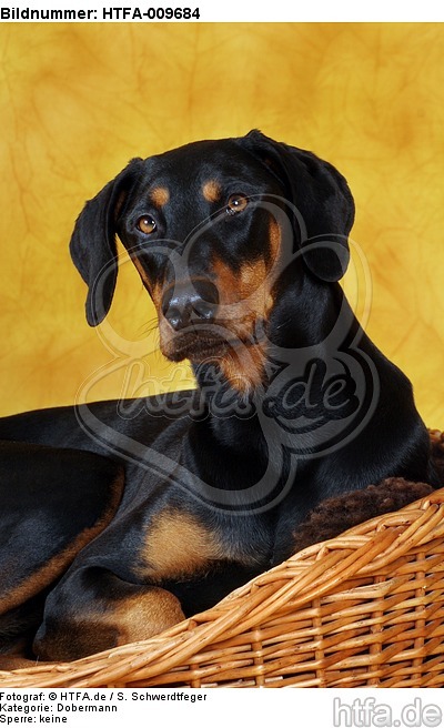 Dobermann Portrait / Doberman Pinscher Portrait / HTFA-009684