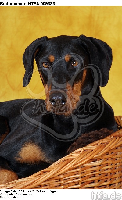 Dobermann Portrait / Doberman Pinscher Portrait / HTFA-009686