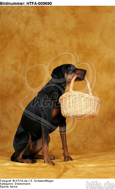 Dobermann apportiert Korb / Doberman Pinscher retrieves basket / HTFA-009690