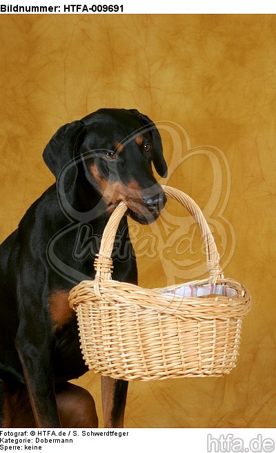 Dobermann apportiert Korb / Doberman Pinscher retrieves basket / HTFA-009691