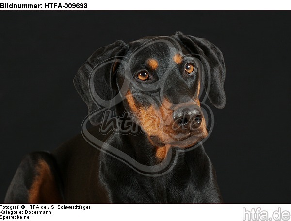 Dobermann Portrait / Doberman Pinscher Portrait / HTFA-009693