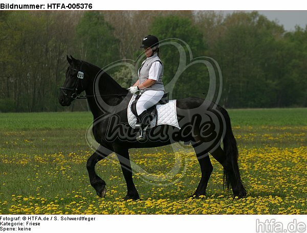 Friese / frisian horse / HTFA-005376