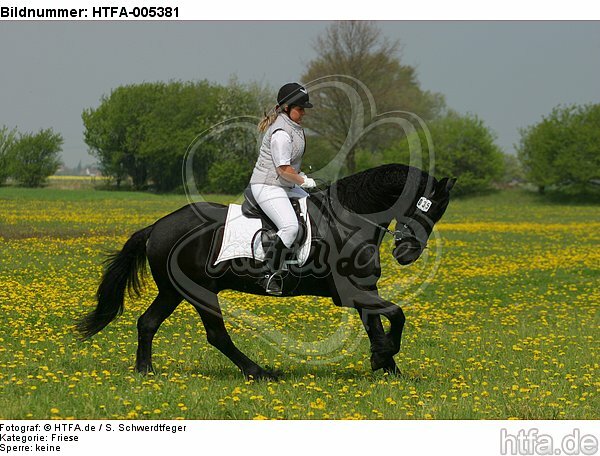 Friese / frisian horse / HTFA-005381