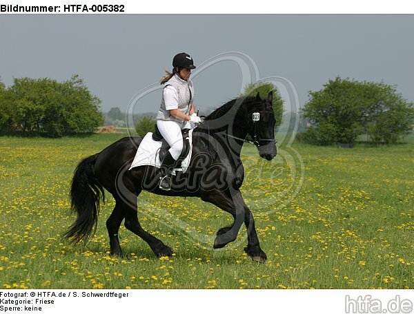 Friese / frisian horse / HTFA-005382