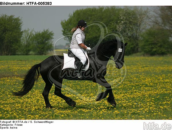 Friese / frisian horse / HTFA-005383