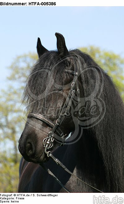 Friese / frisian horse / HTFA-005386