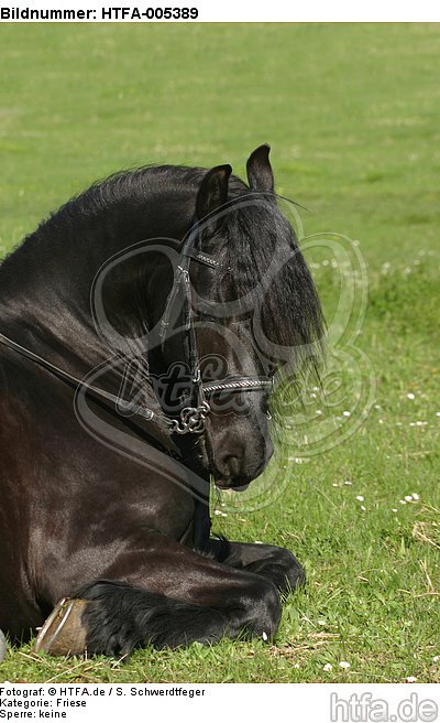 Friese / frisian horse / HTFA-005389