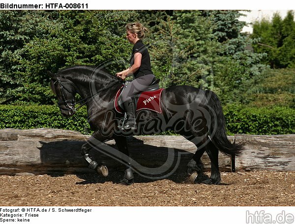 Frau reitet Friese / woman rides friesian horse / HTFA-008611