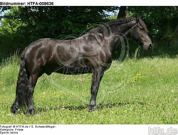 stehender Friese / standing friesian horse / HTFA-008636