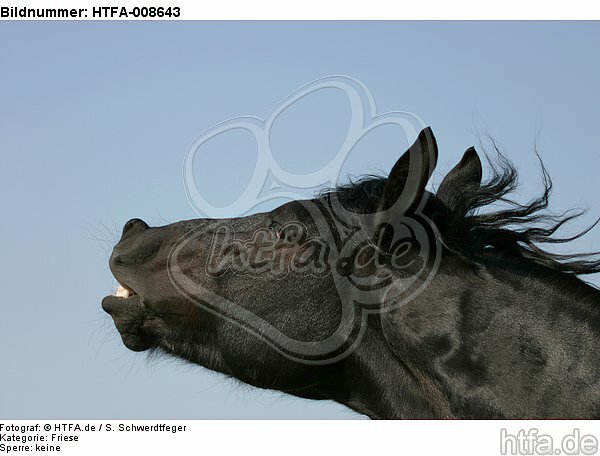 flehmender Friese / flehming friesian horse / HTFA-008643