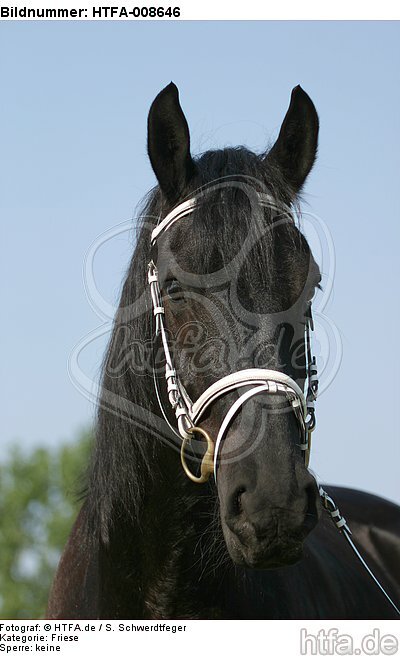 Friese Portrait / friesian horse portrait / HTFA-008646