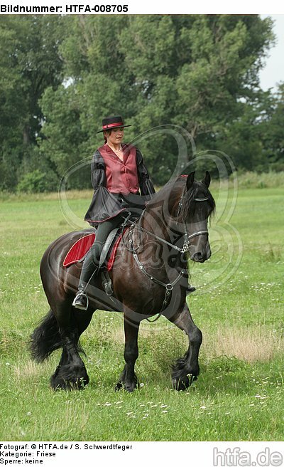 Frau reitet Friese / woman rides friesian horse / HTFA-008705