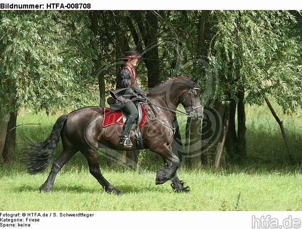 Frau reitet Friese / woman rides friesian horse / HTFA-008708