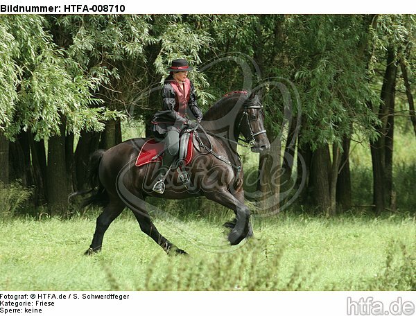 Frau reitet Friese / woman rides friesian horse / HTFA-008710