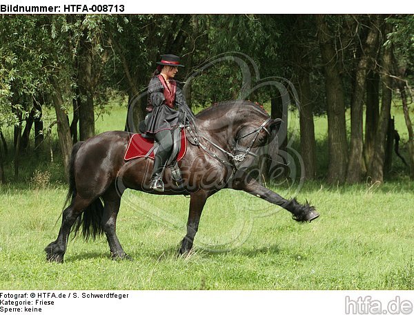 Frau reitet Friese / woman rides friesian horse / HTFA-008713