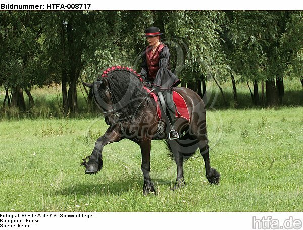 Frau reitet Friese / woman rides friesian horse / HTFA-008717