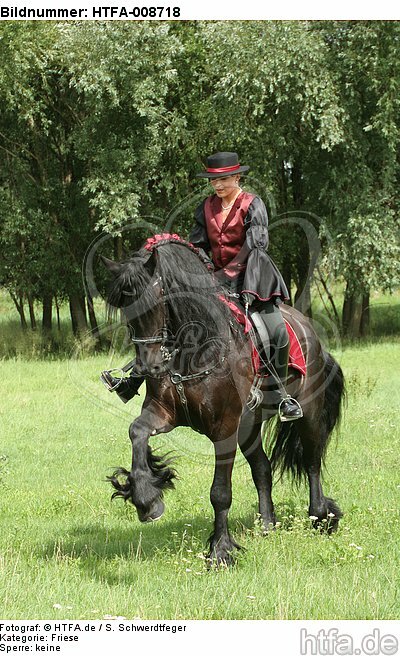 Frau reitet Friese / woman rides friesian horse / HTFA-008718