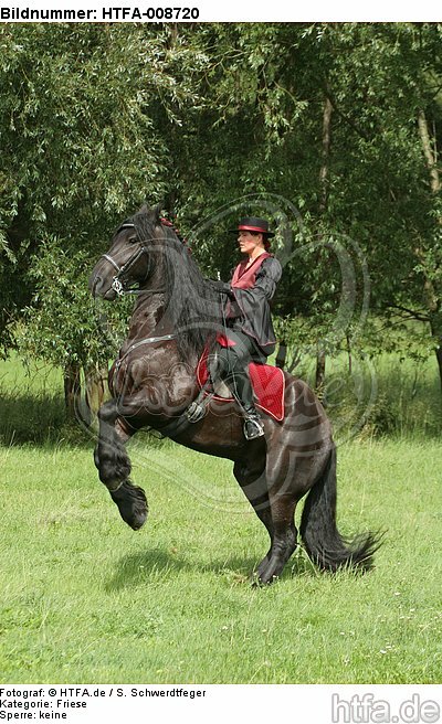 Frau reitet Friese / woman rides friesian horse / HTFA-008720