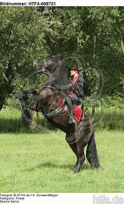 Frau reitet Friese / woman rides friesian horse / HTFA-008721