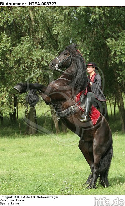 Frau reitet Friese / woman rides friesian horse / HTFA-008727