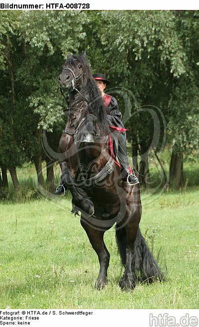 Frau reitet Friese / woman rides friesian horse / HTFA-008728