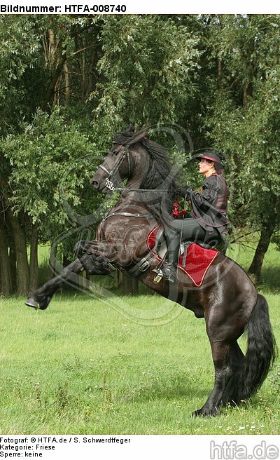 Frau reitet Friese / woman rides friesian horse / HTFA-008740