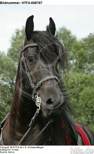 Friese Portrait / friesian horse portrait / HTFA-008767