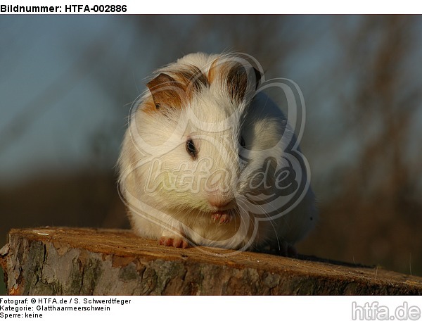 Glatthaarmeerschwein / smooth-haired guninea pig / HTFA-002886