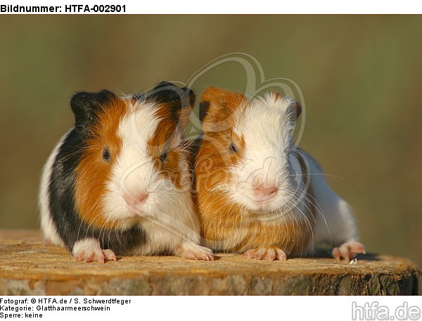 junge Glatthaarmeerschweine / young smooth-haired guninea pigs / HTFA-002901