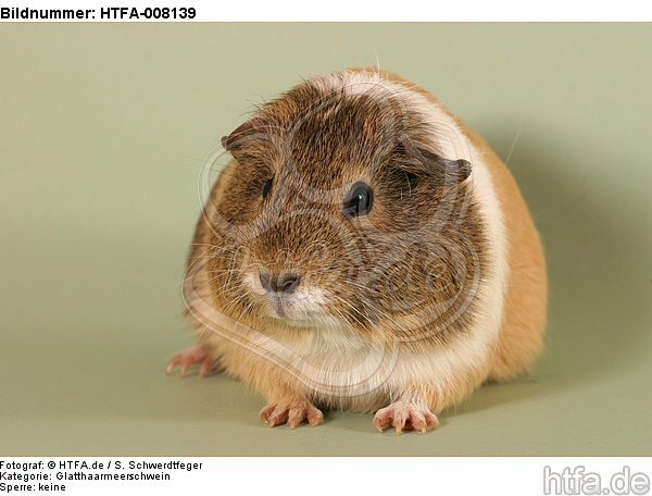 Glatthaarmeerschwein / smooth-haired guninea pig / HTFA-008139