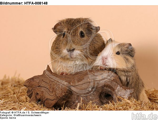 Glatthaarmeerschweine / smooth-haired guninea pigs / HTFA-008148