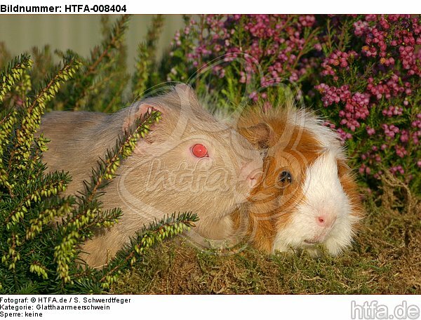 2 Meerschweine / 2 guninea pigs / HTFA-008404