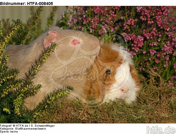 2 Meerschweine / 2 guninea pigs / HTFA-008405