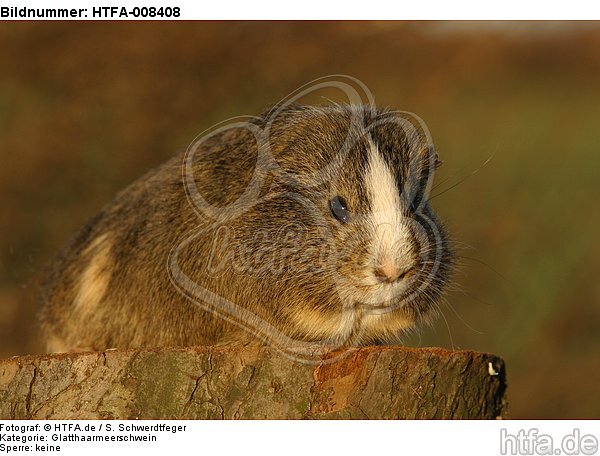 Glatthaarmeerschwein  / smooth-haired guninea pig / HTFA-008408